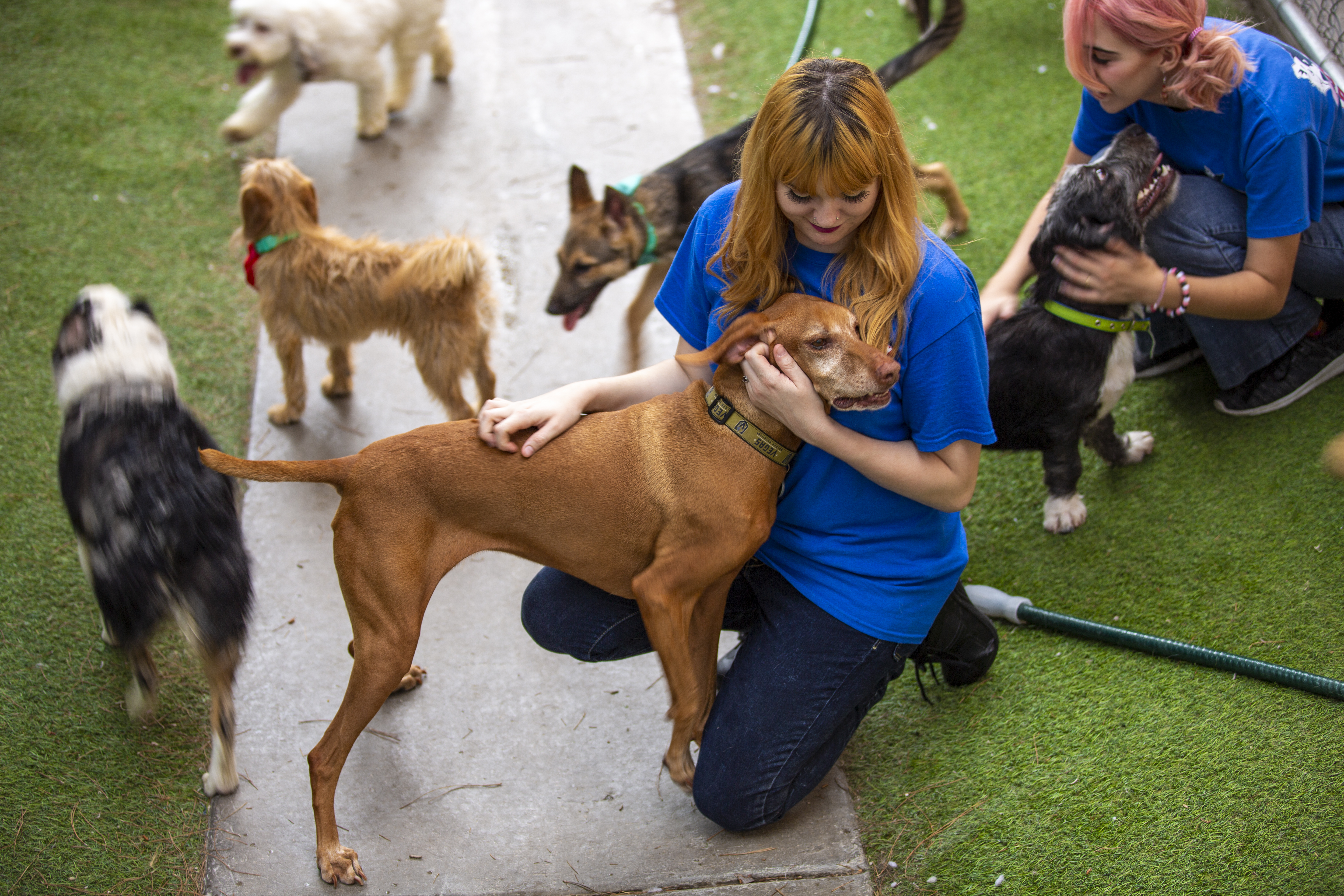staff hugging a dog