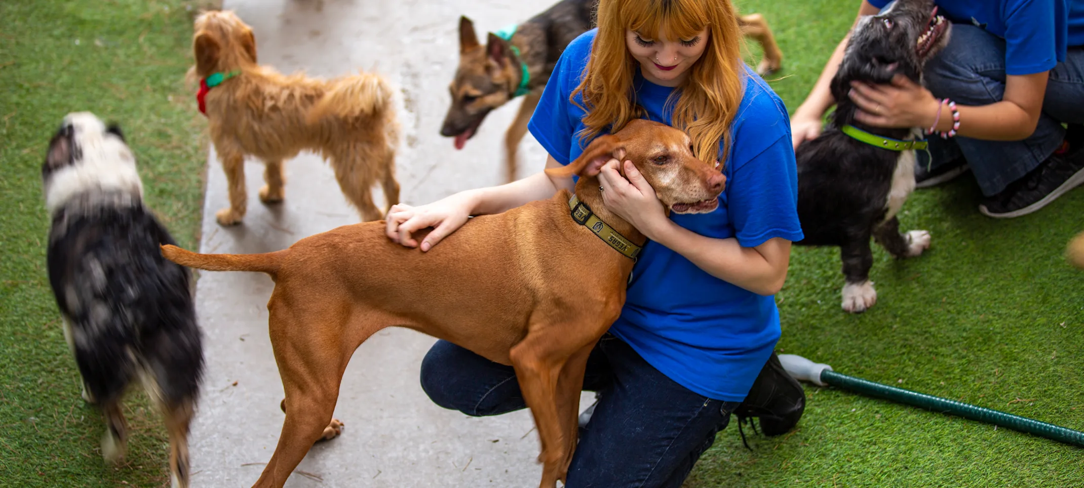 staff hugging a dog staff hugging a dog