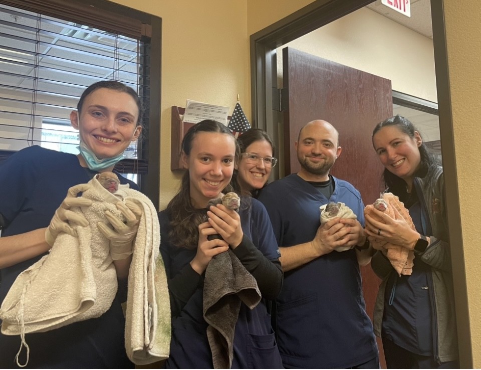 Staff members of Animal Medical & Surgical Hospital of Frisco assisting with birthing puppies