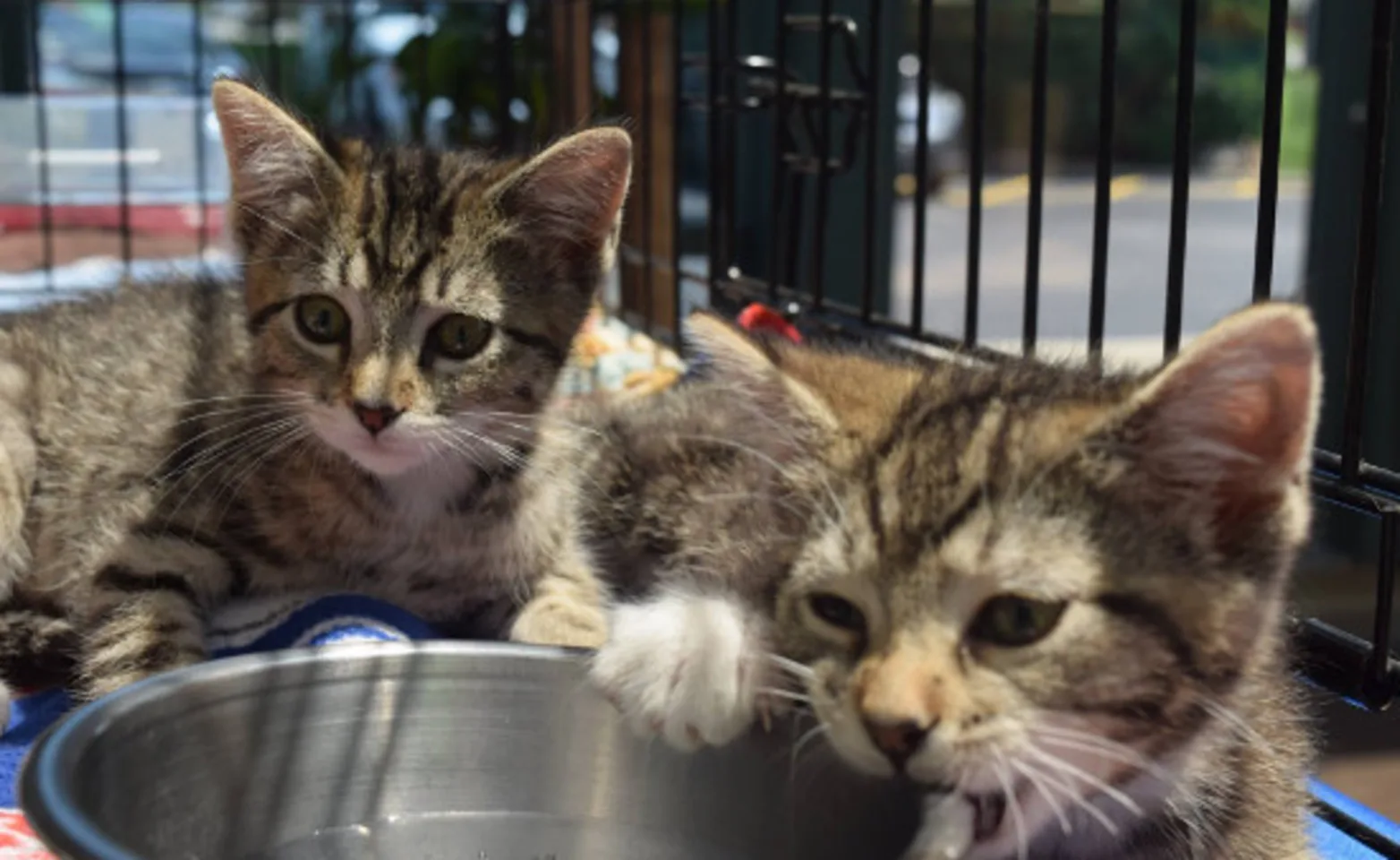 Two cats in a cage with a bowl