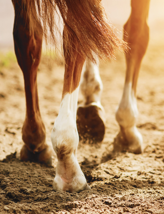 Close up shot of a horse's legs