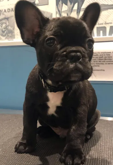 Little Black Bulldog Sitting On A Table 