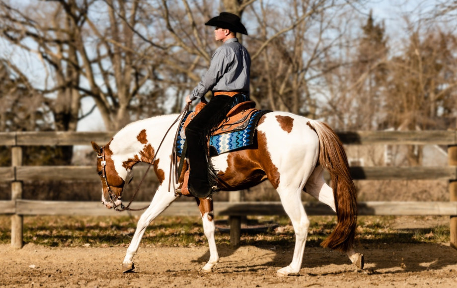 HesPrettySensational, brown and white horse, with rider