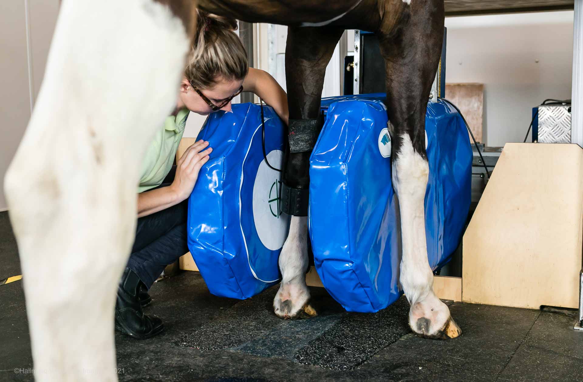 Equine MRI 2