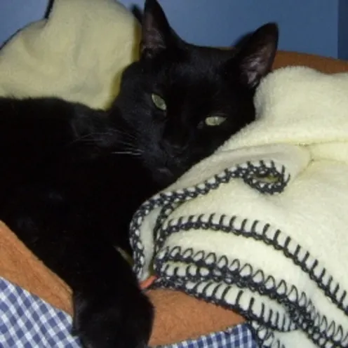 Spookie sleeping Spookie sleeping