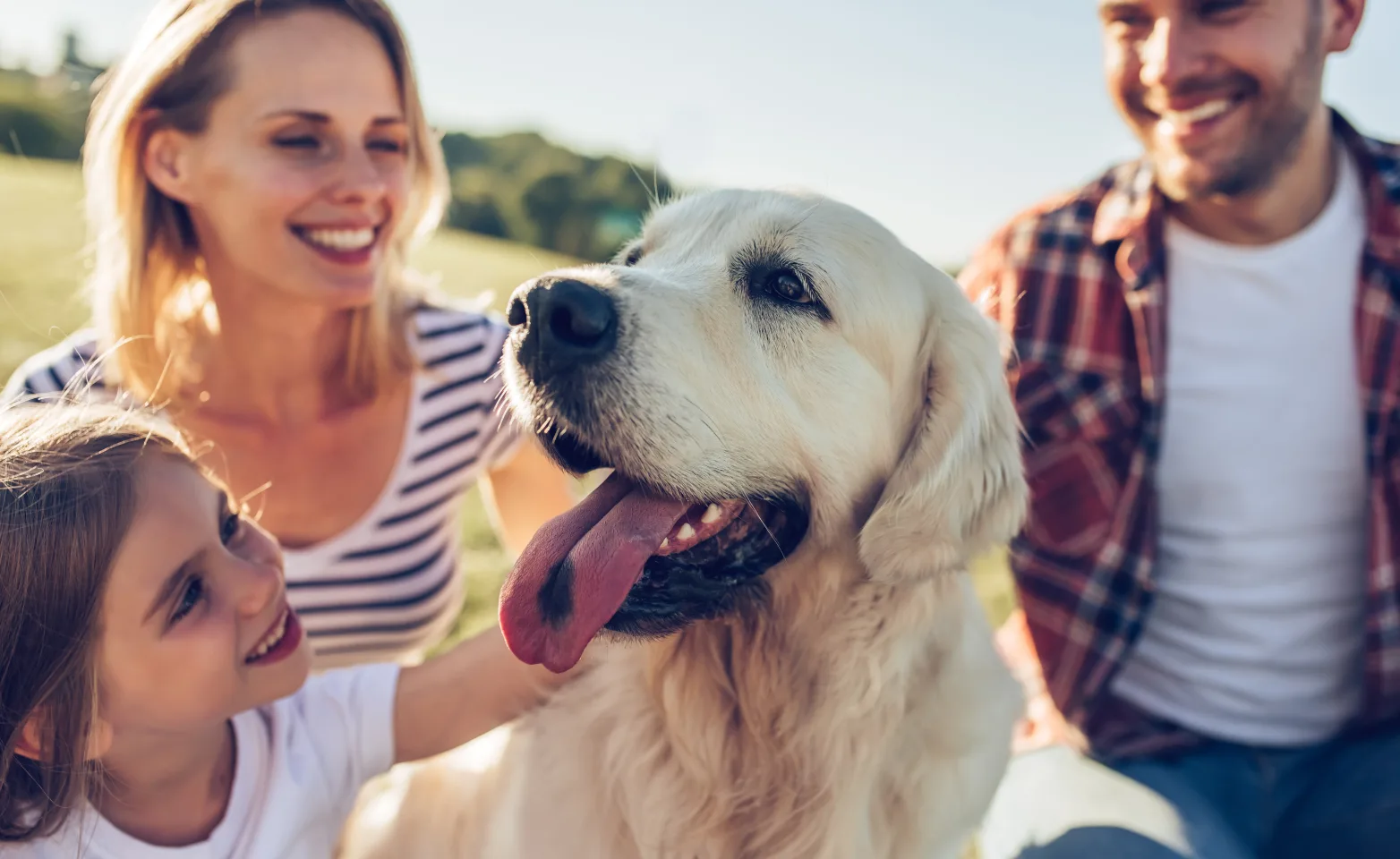 Dog with family in the grass