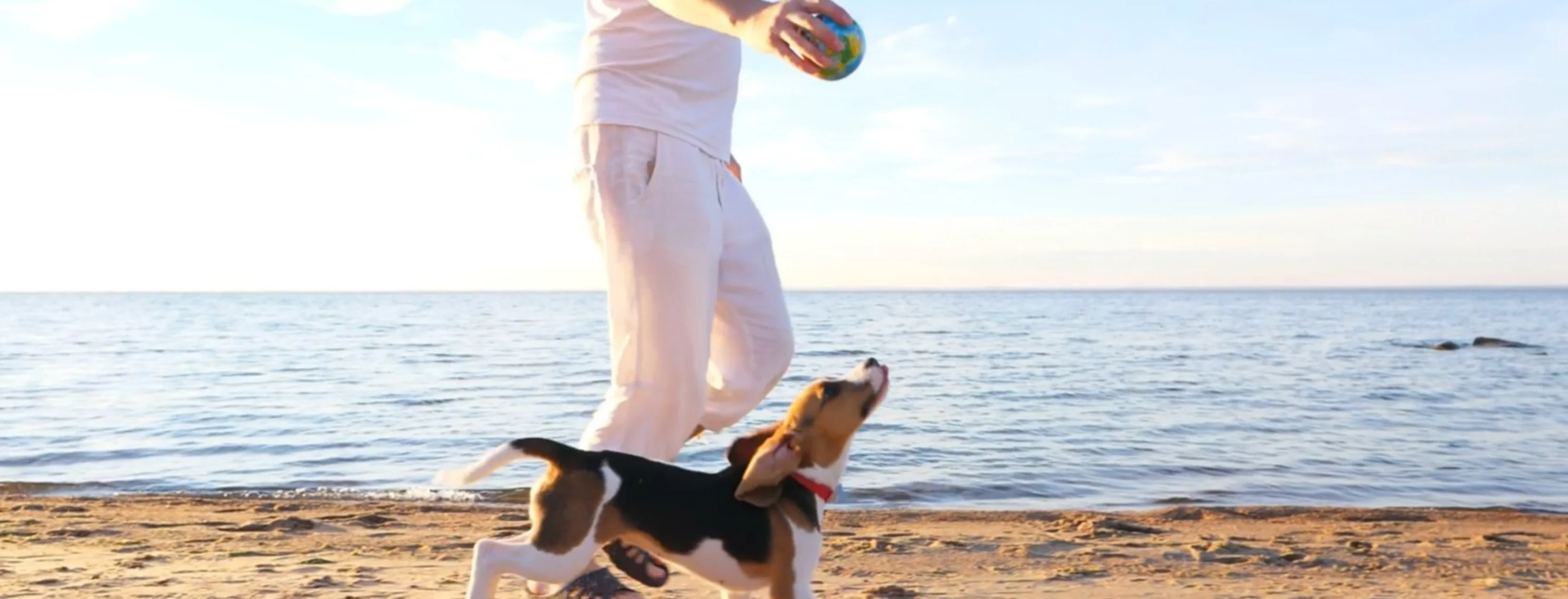 A dog running on the beach with a person holding a ball