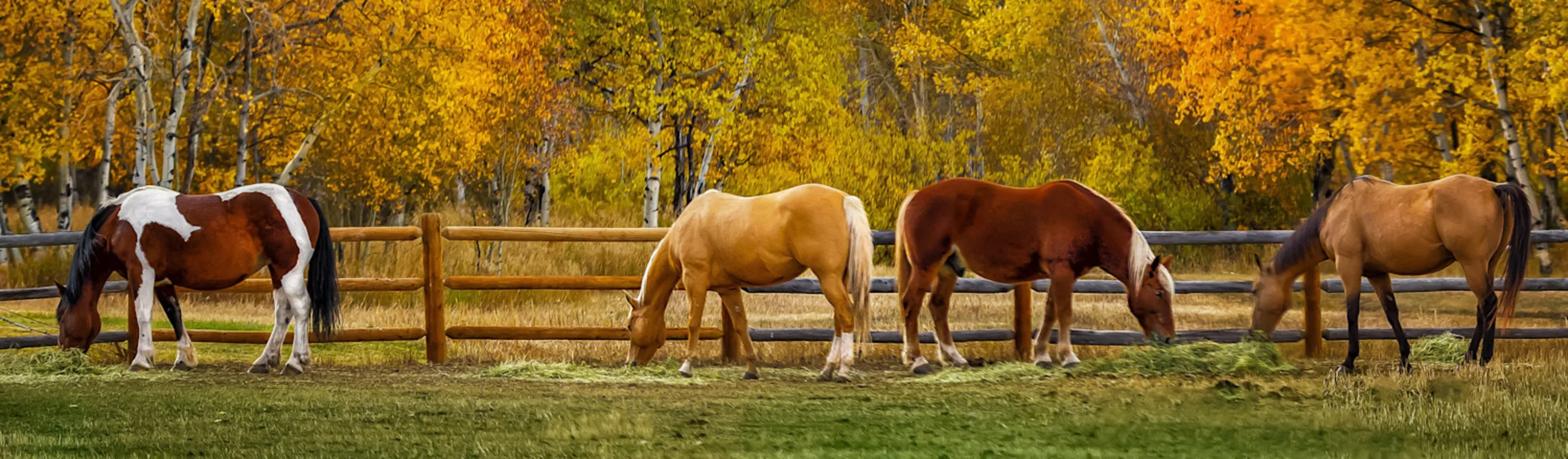 Horses grazing in a pasture Horses grazing in a pasture