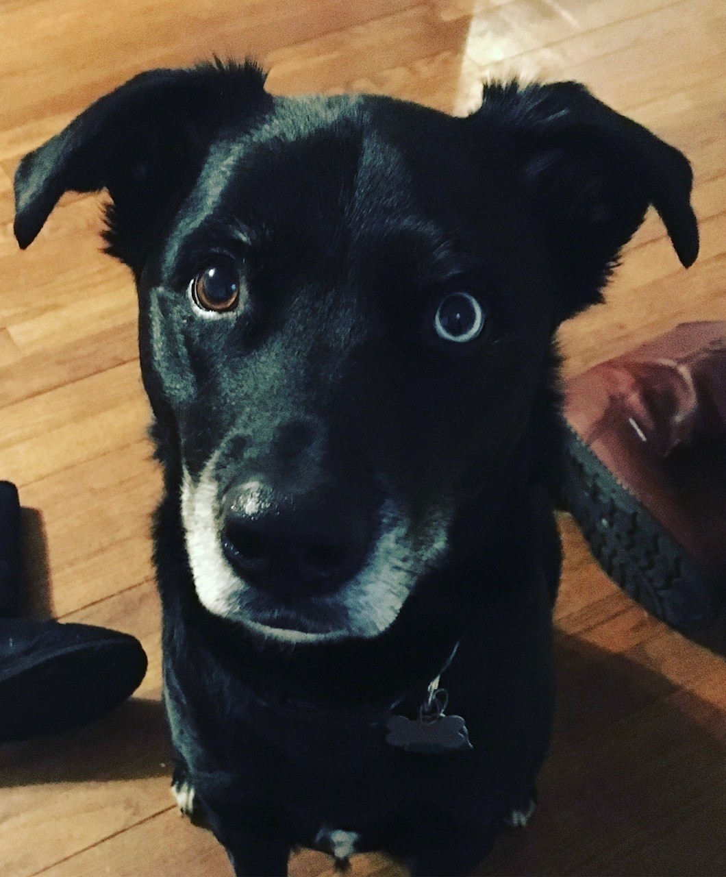 Dog sitting and staring straight ahead