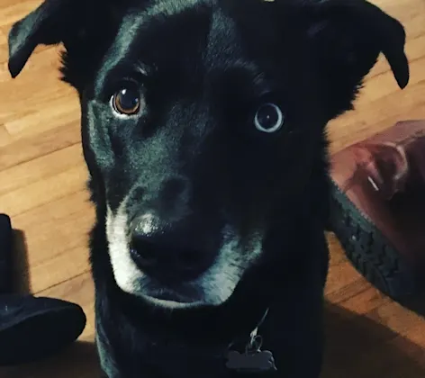 Dog sitting and staring straight ahead Dog sitting and staring straight ahead
