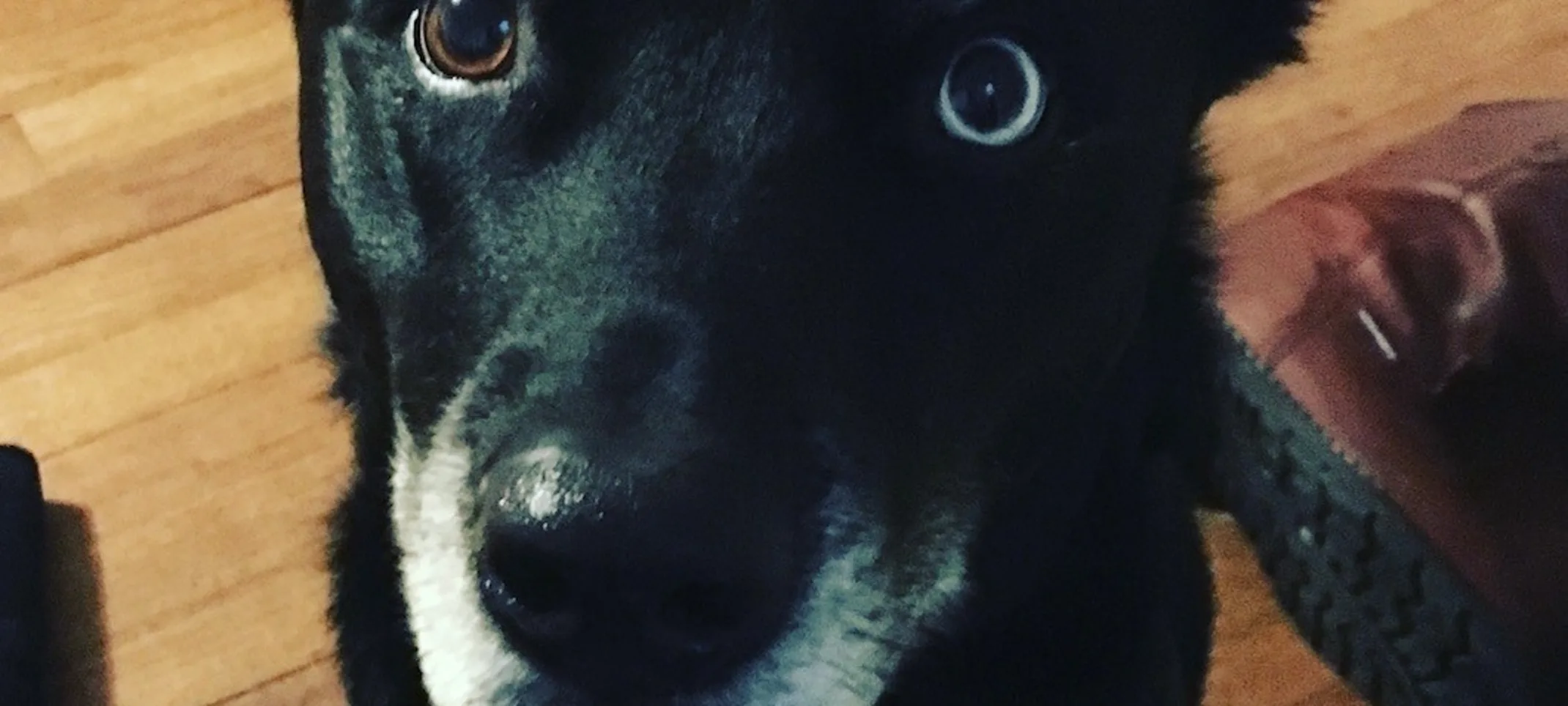 Dog sitting and staring straight ahead Dog sitting and staring straight ahead