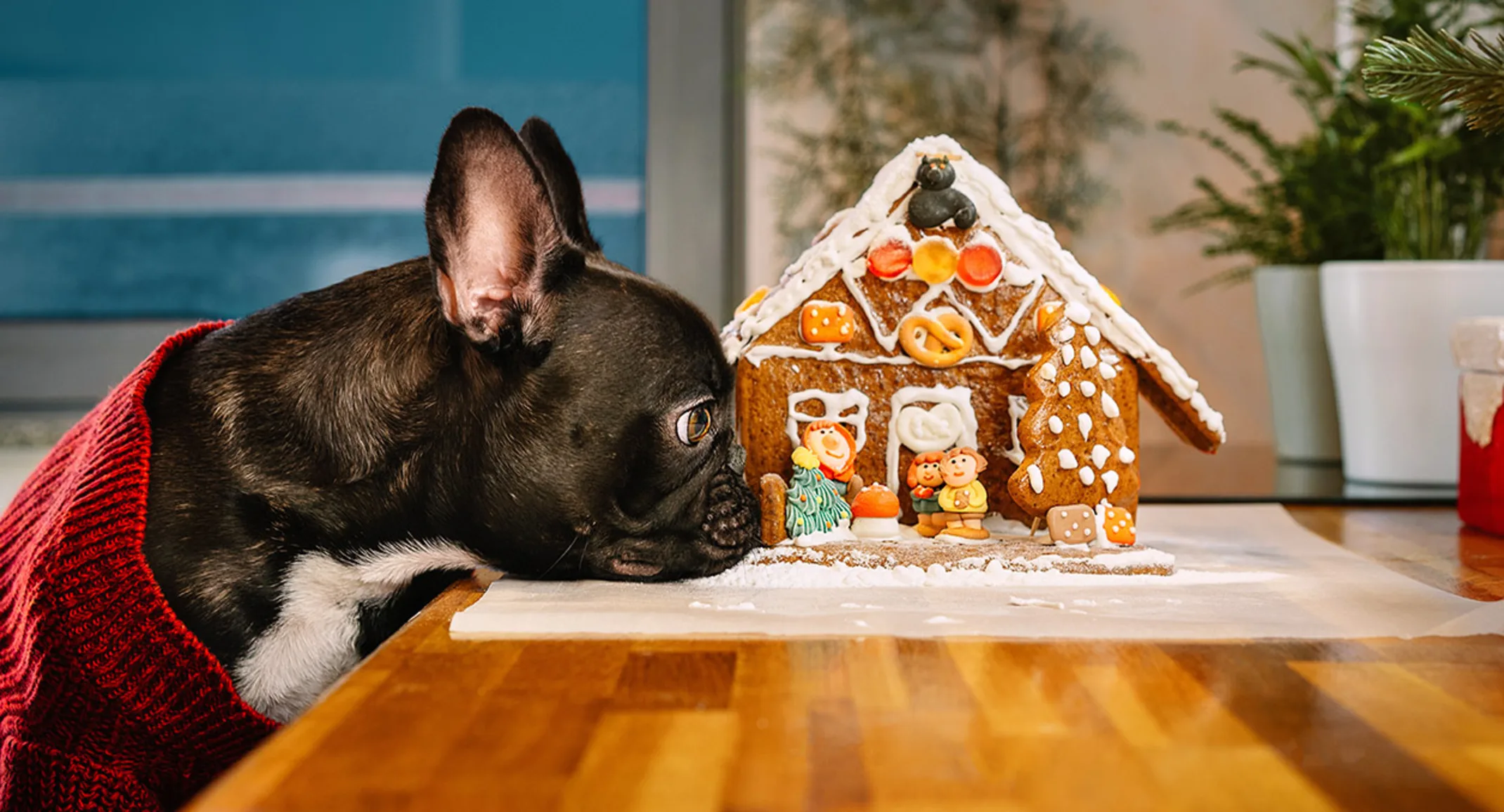 Dog looking at Gingerbread house Dog looking at Gingerbread house