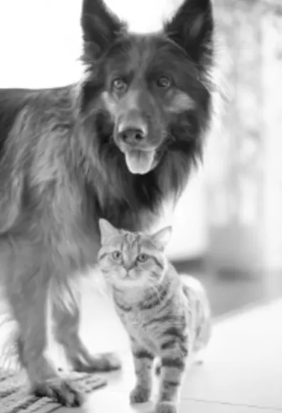 A large dog and a small kitten indoors