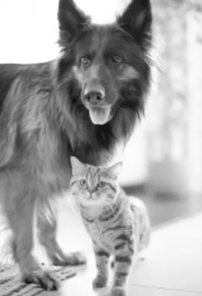 A large dog and a small kitten indoors A large dog and a small kitten indoors