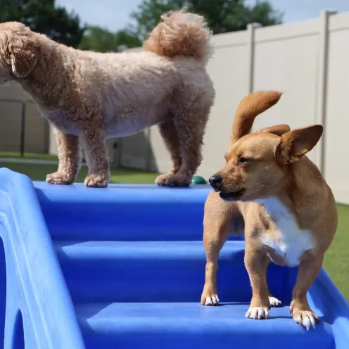 Two dogs on playhouse having fun