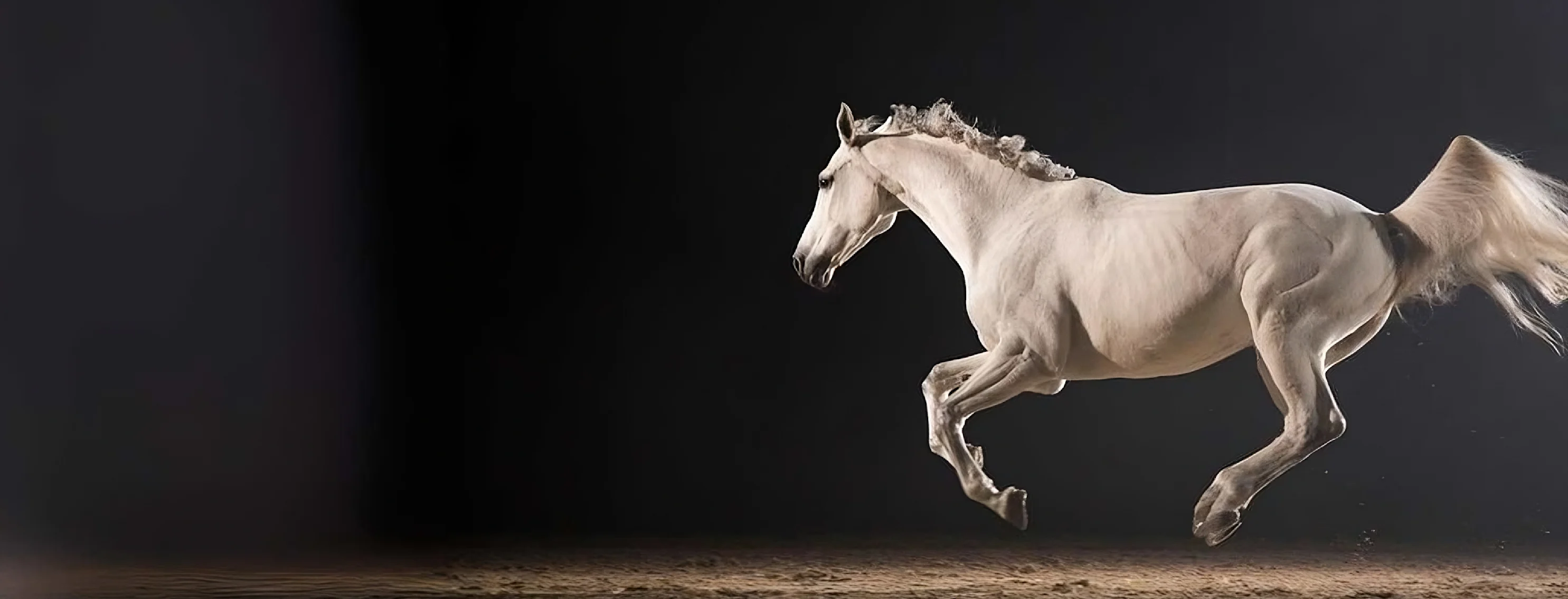 White horse running to the right White horse running to the right