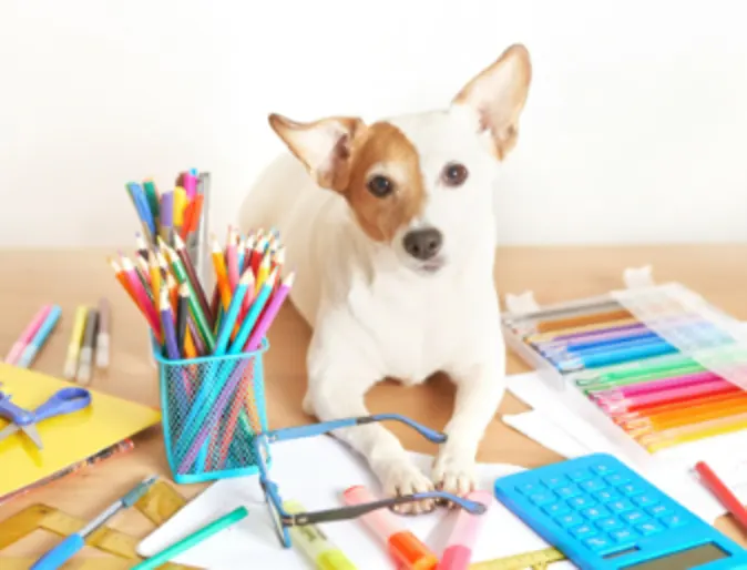 A puppy sitting with school supplies