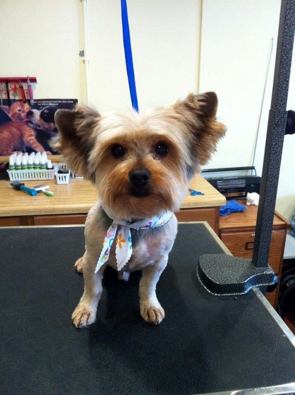 Groomed Yorkie standing on a table
