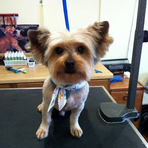 Groomed Yorkie standing on a table Groomed Yorkie standing on a table