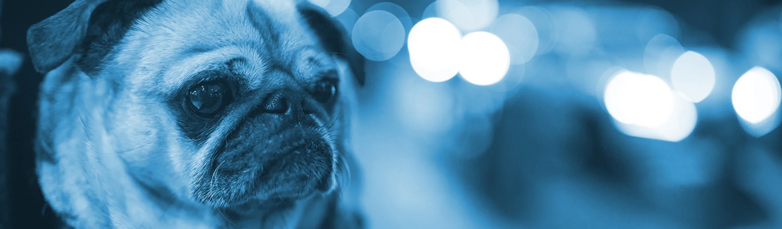 Dog with city lights in background