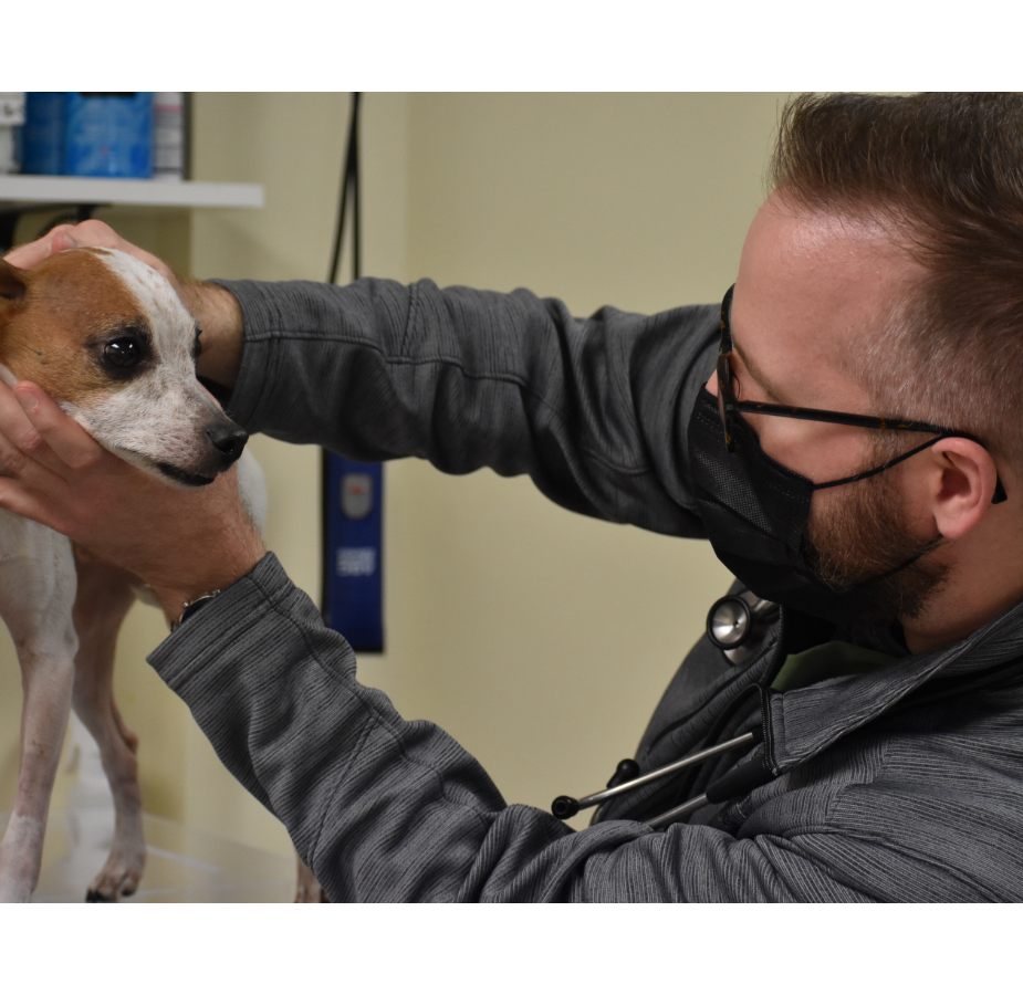 Vet Checking on Dog