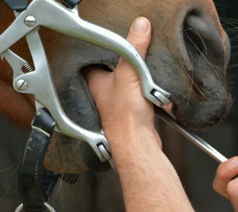 Horse getting its teeth checked 