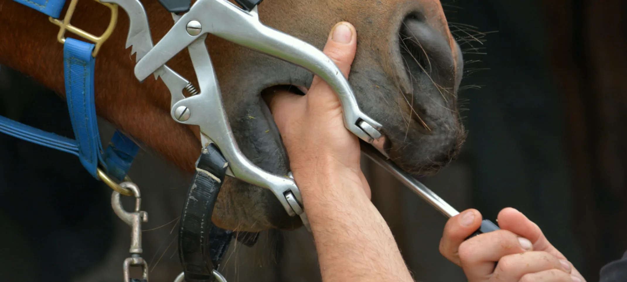 Horse getting its teeth checked Horse getting its teeth checked