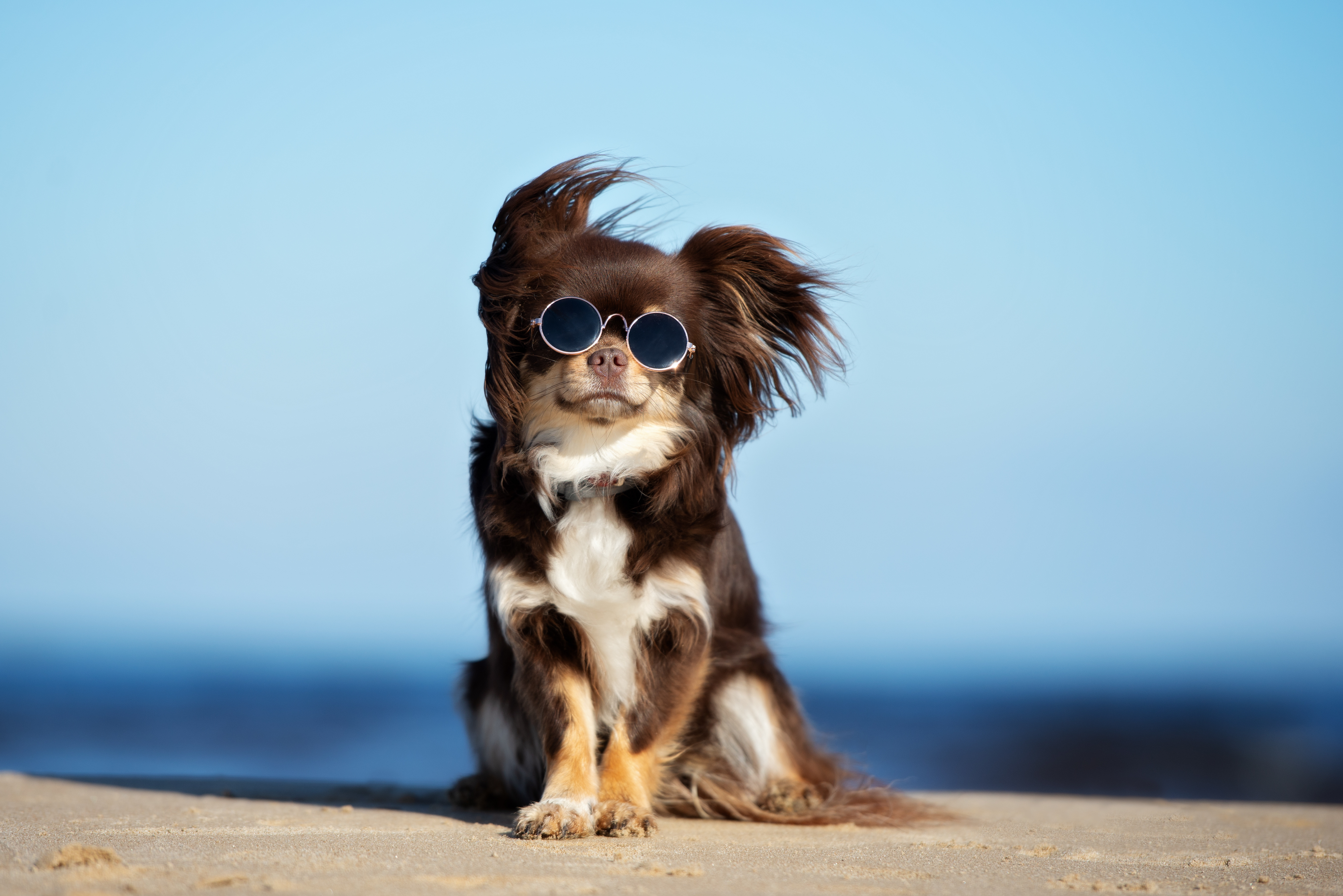 Dog at the beach with its sunglasses on and starring at the camera. 