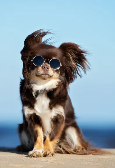 Dog at the beach with its sunglasses on and starring at the camera. 
