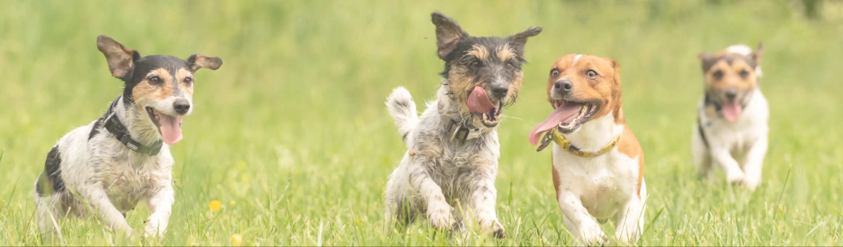 Four dogs with their tongues out frolocking in the grass. 