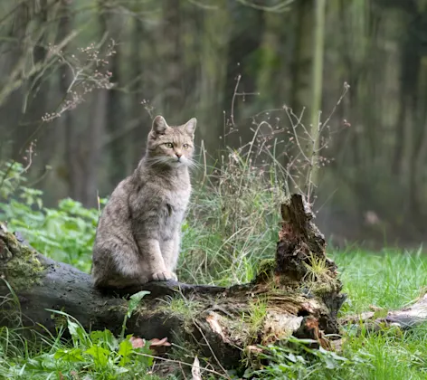 Cat on a log