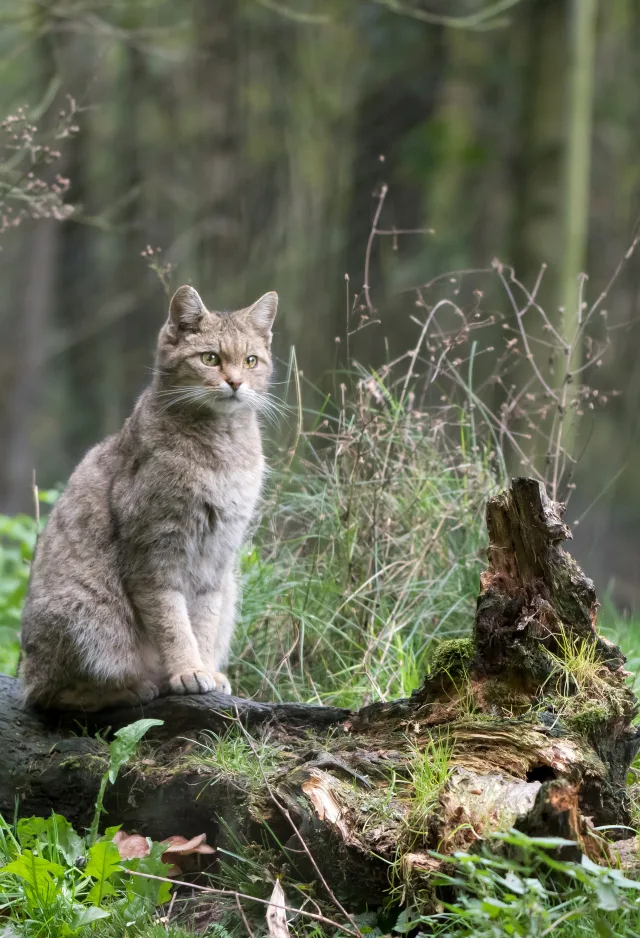 Cat on a log