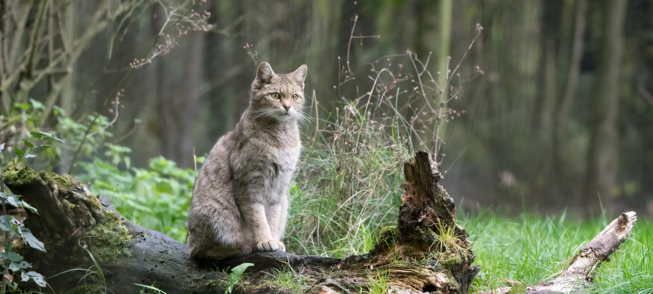 Cat on a log