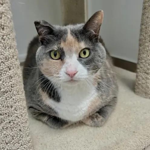 A calico cat A calico cat