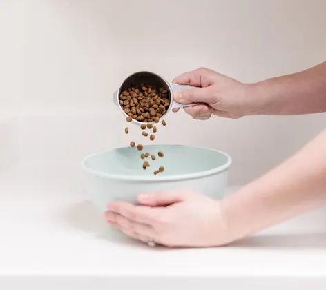 Photo of pet food being poured into a bowl Photo of pet food being poured into a bowl