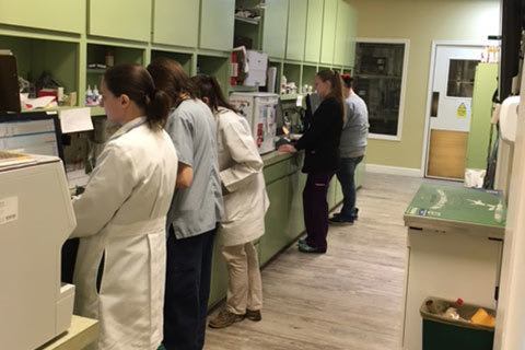 Grandview Veterinary Clinic staff standing in Office Area