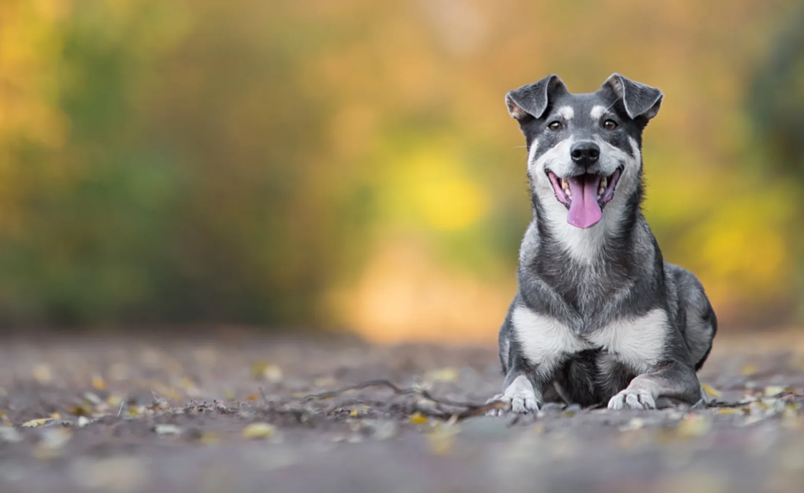 Dog Laying in Road with Fall Trees