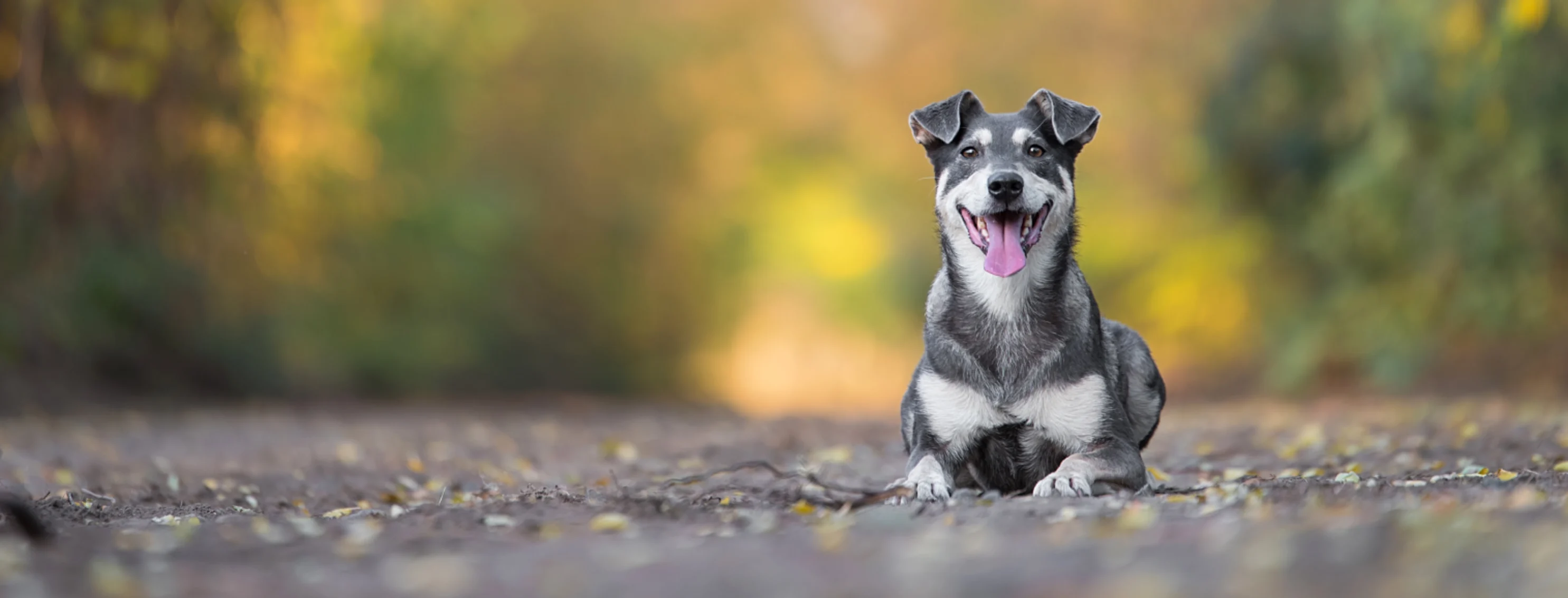 Dog Laying in Road with Fall Trees