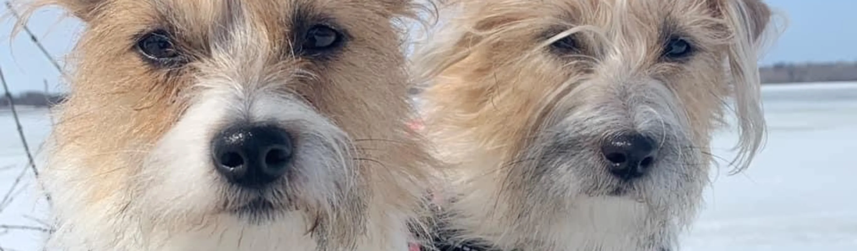 two dogs two dogs