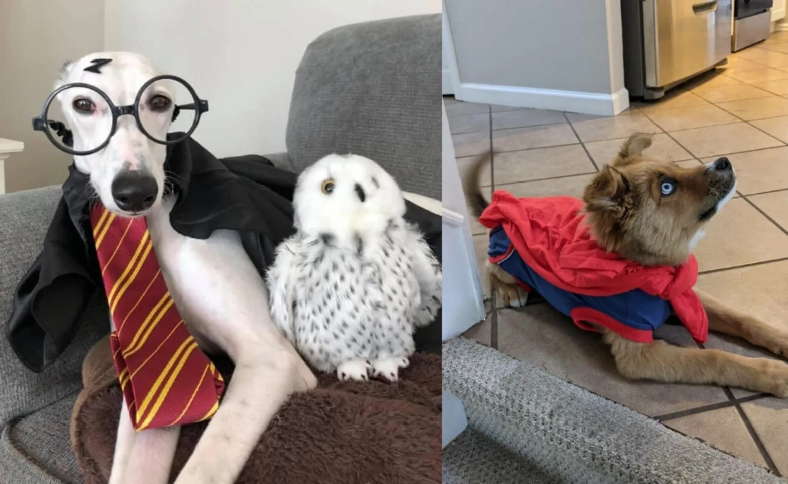 Dogs Wearing Halloween Costumes at Louisville Family Animal Hospital Dogs Wearing Halloween Costumes at Louisville Family Animal Hospital