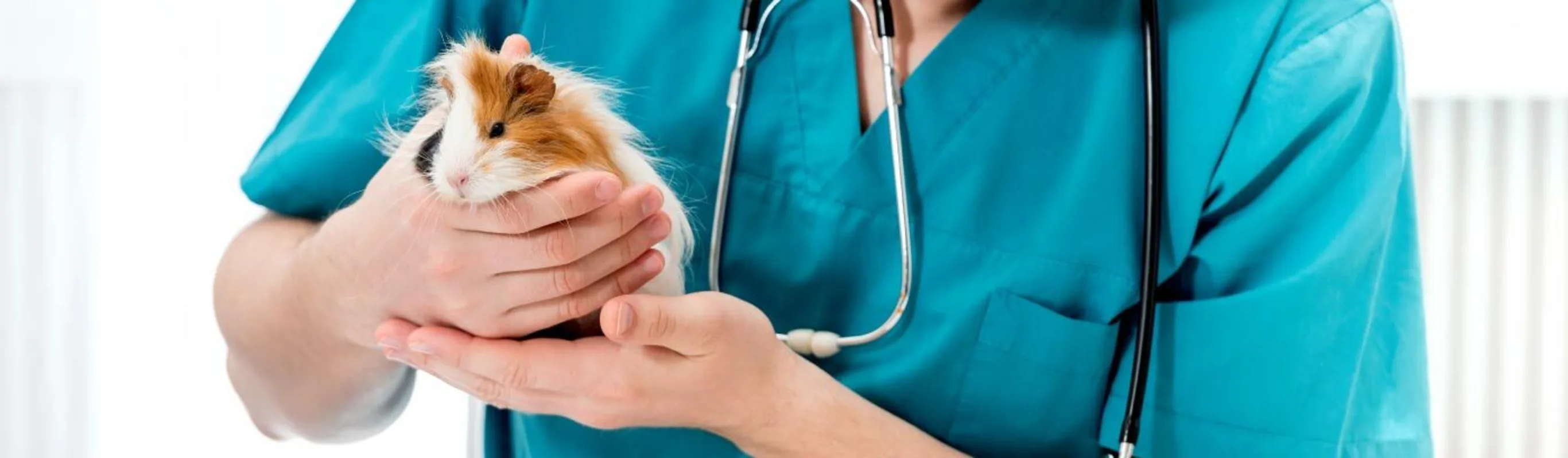 Hamster being held by veterinary staff