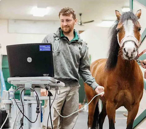 Staff member examining a brown horse Staff member examining a brown horse
