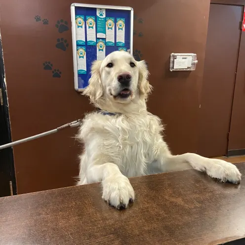 Dog standing over counter