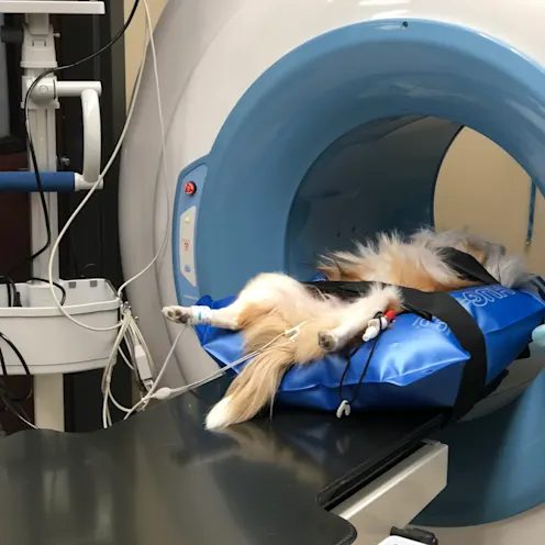 Dog in a CT scan machine Dog in a CT scan machine