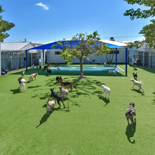 Lauderdale Pet Lodge Yard Area