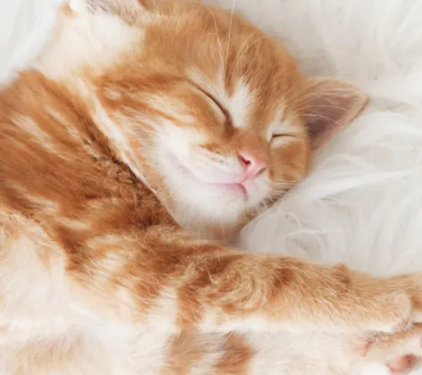 An orange kitten stretching An orange kitten stretching