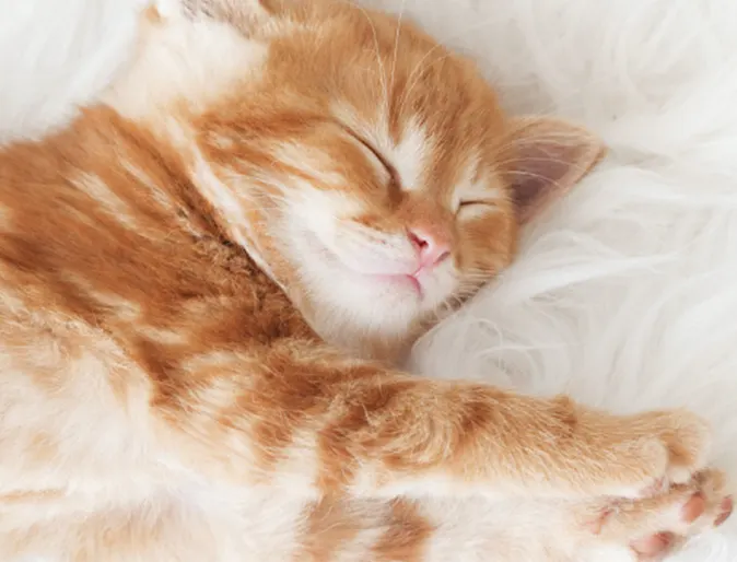 An orange kitten stretching An orange kitten stretching