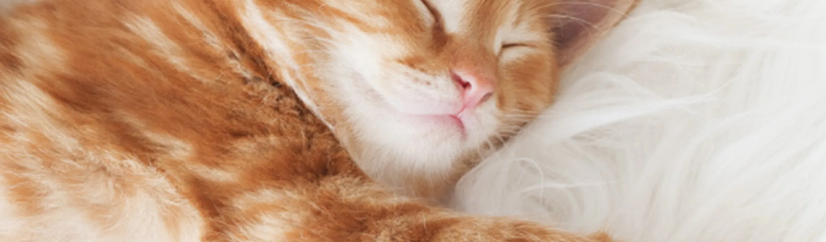 An orange kitten stretching An orange kitten stretching