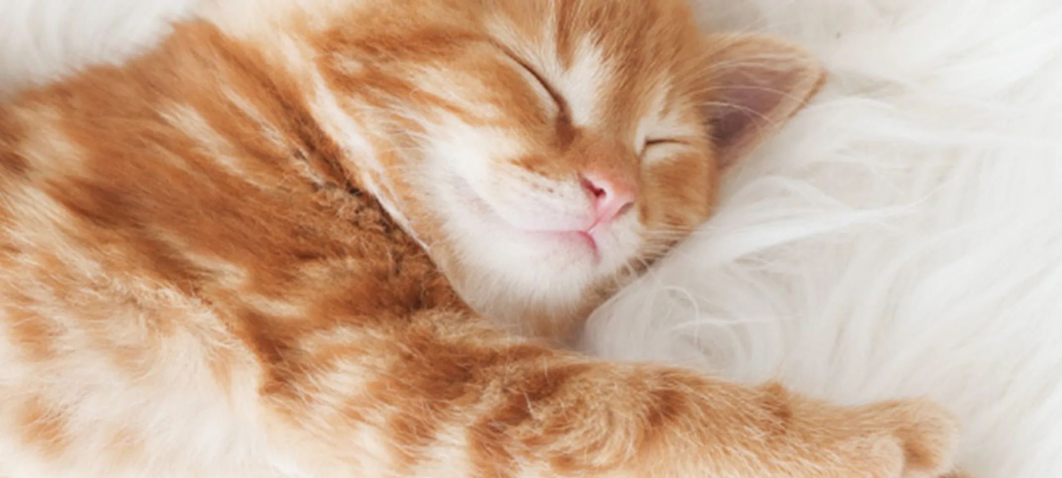 An orange kitten stretching An orange kitten stretching