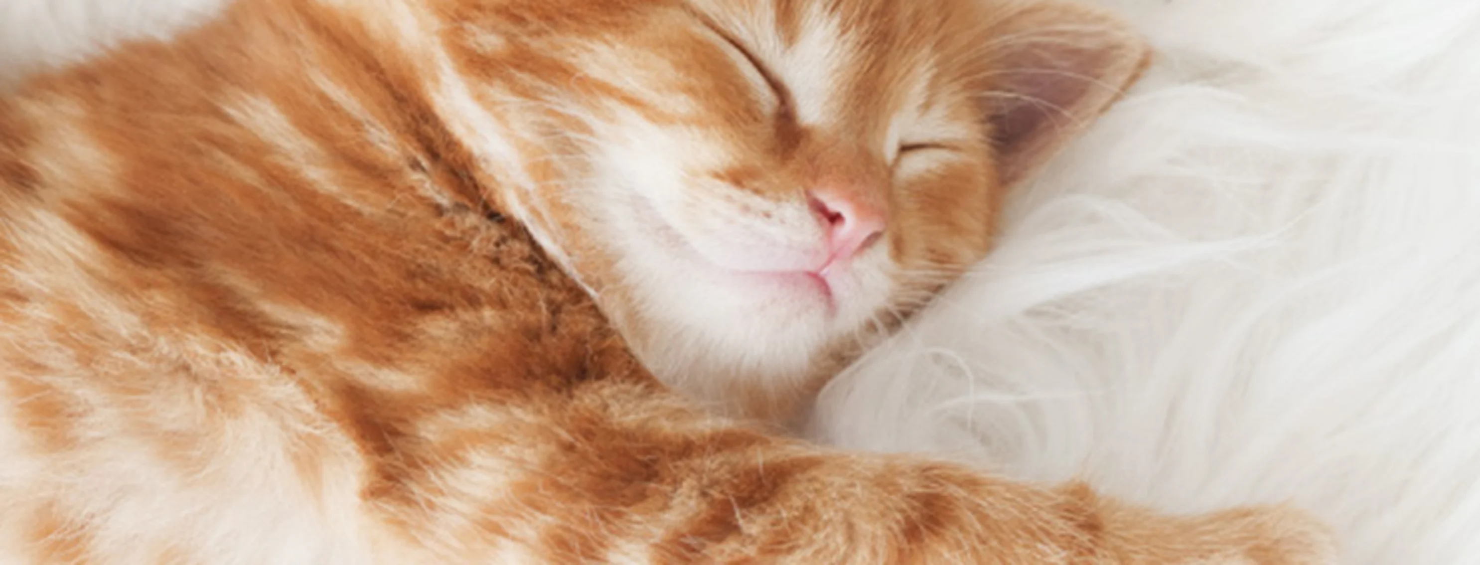 An orange kitten stretching An orange kitten stretching
